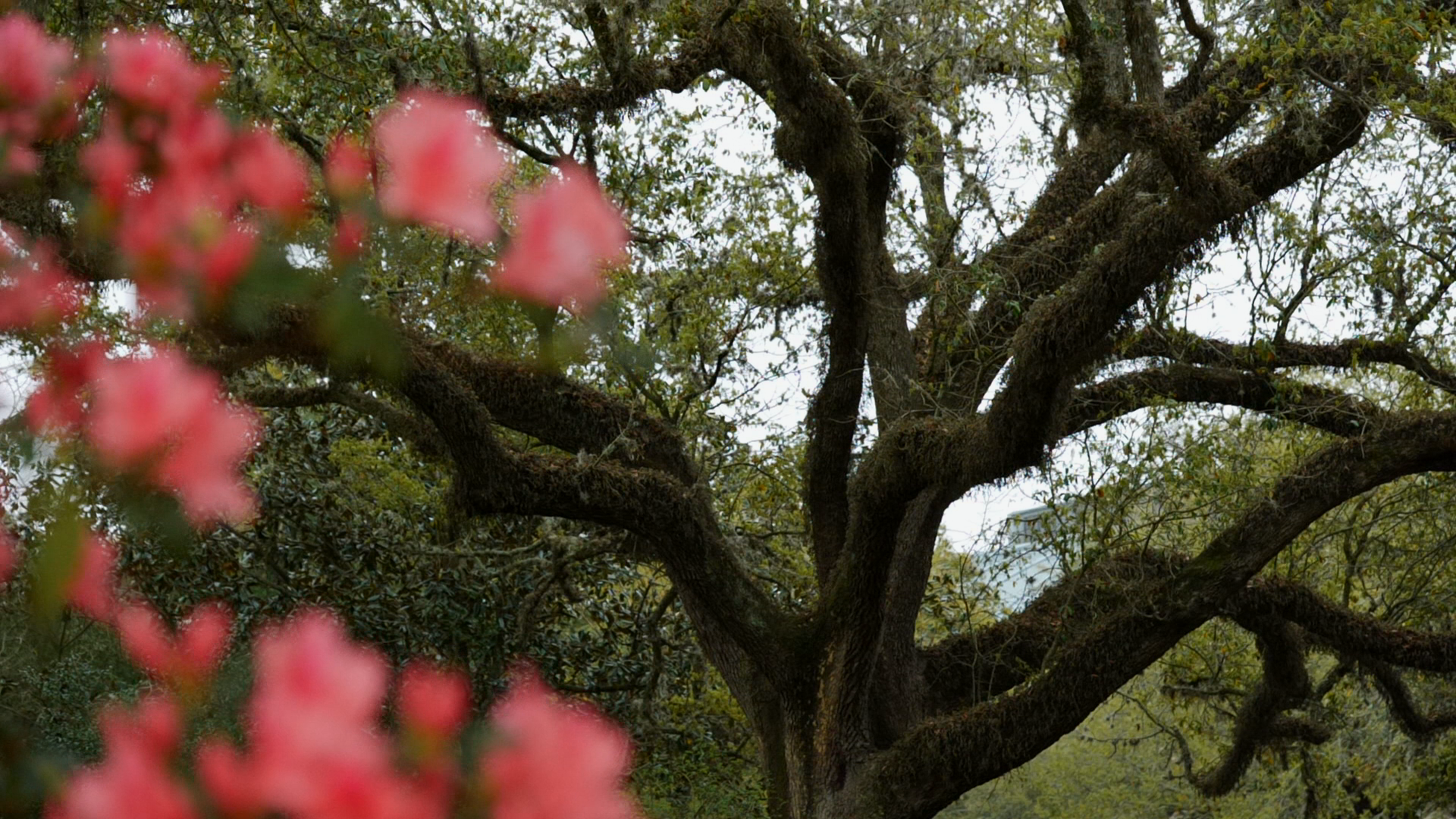 Get It Growing: live oaks are magnificent